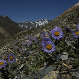 Aster alpinus